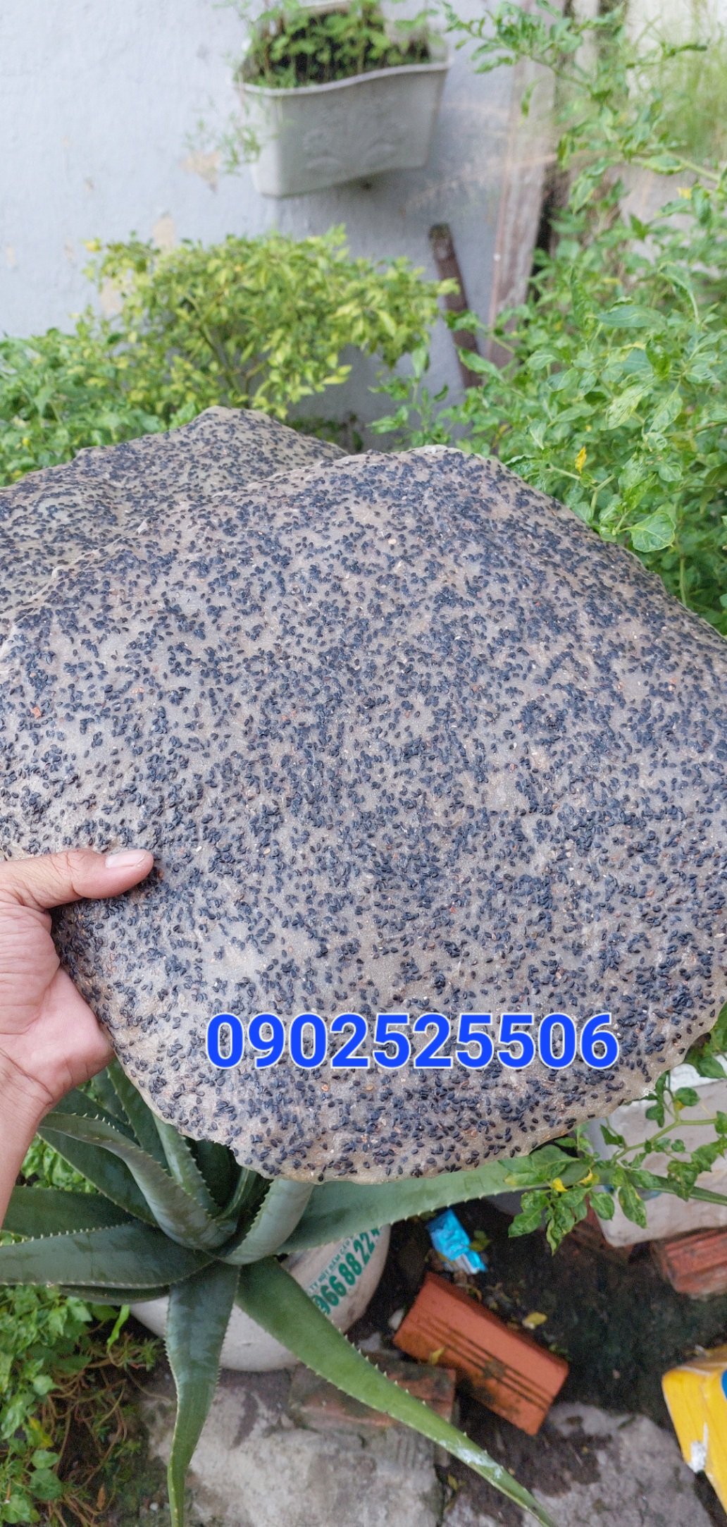 bánh tráng dừa size 32